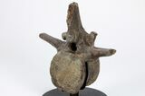 Fossil Pachycephalosaurus Vertebra with Metal Stand - Wyoming #211079-5